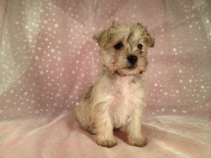 Female Schnoodle Puppies for sale #11 Ready October 2012 